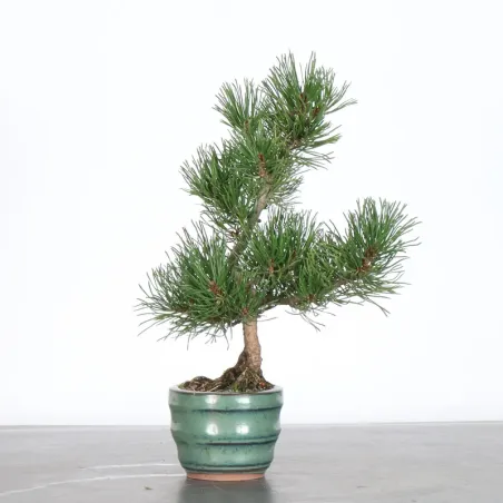 image supplémentaire - BONSAI PIN MUGO 1-18
