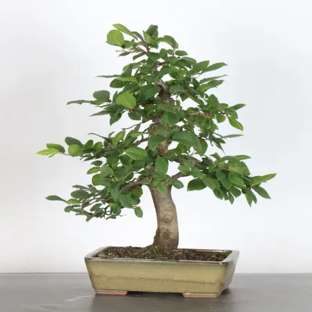 HORNBEAM "CARPINUS" 1-16