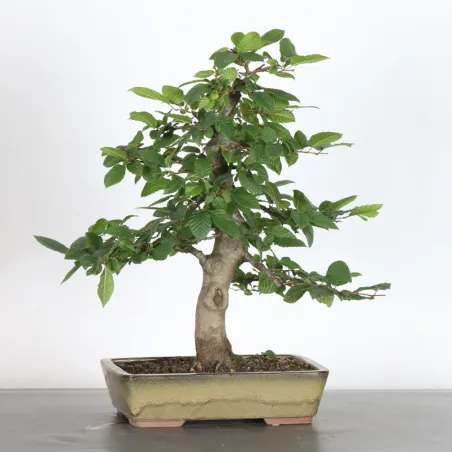 image supplémentaire - HORNBEAM "CARPINUS" 1-16