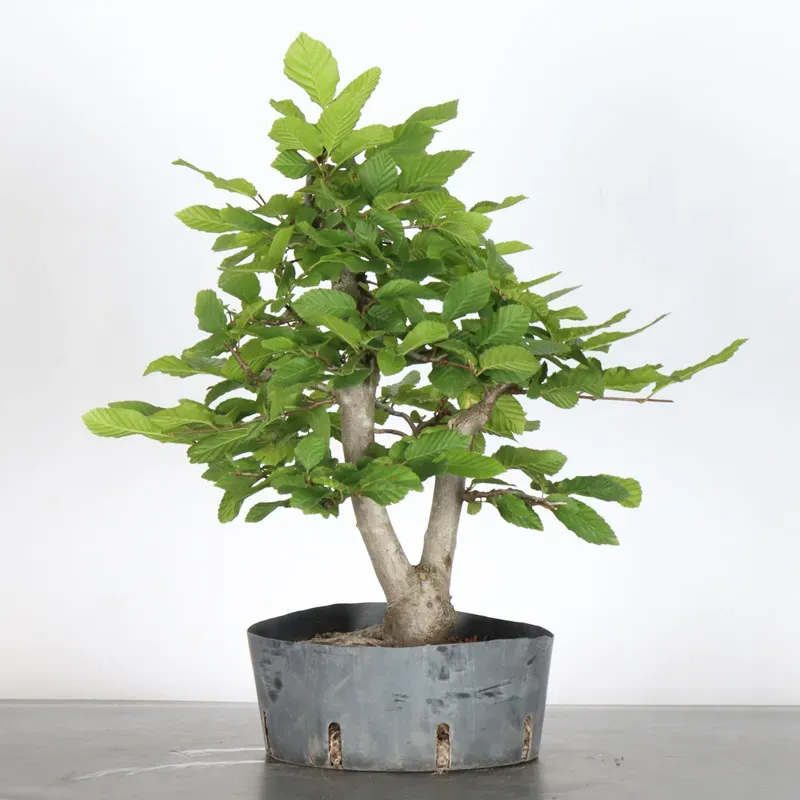 image supplémentaire - CHARME "Carpinus" 1-2