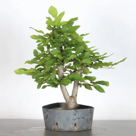 image supplémentaire - Hornbeam "Carpinus" 1-2