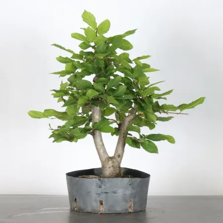 Bonsai Charms CH-1-2