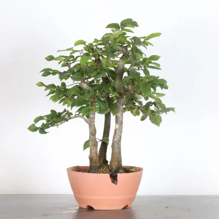 Bonsai Charms CH-2-6