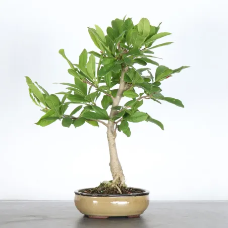 Bonsai Magnolia