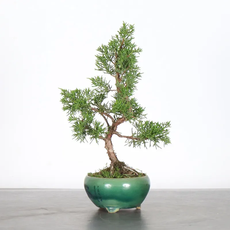 image supplémentaire - GENÉVRIER "JUNIPERUS...