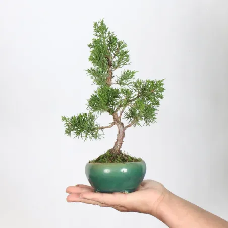 JUNIPER "JUNIPERUS ITOIGAWA" 1-13