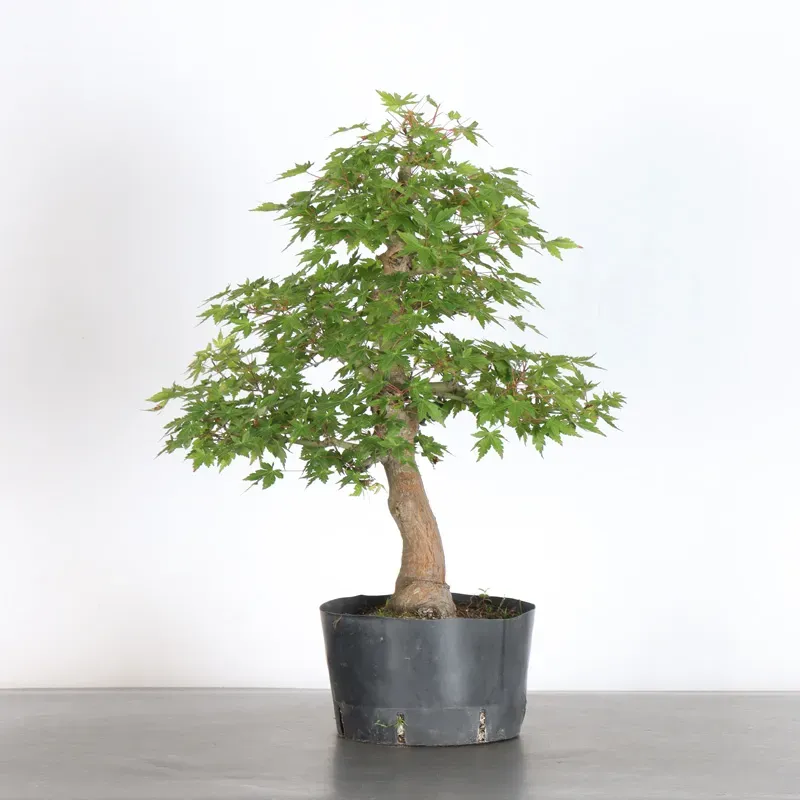 PREBONSAI ERABLE PALMATUM n°18