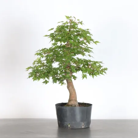 PREBONSAI MAPLE PALMATUM n°18