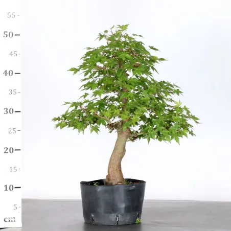 image supplémentaire - PREBONSAI ERABLE PALMATUM n°18