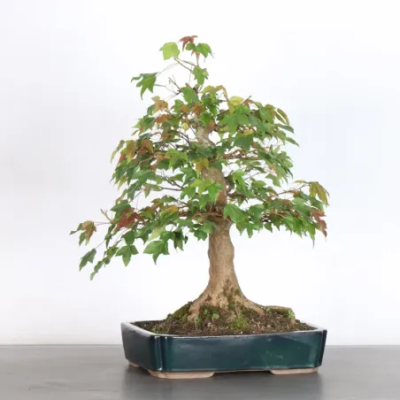 Maple "ACER BUERGÉRIANUM" 5-9