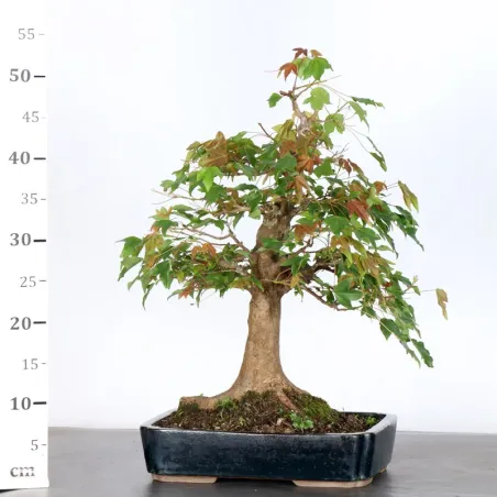 image supplémentaire - Érable "ACER BUERGÉRIANUM" 5-9