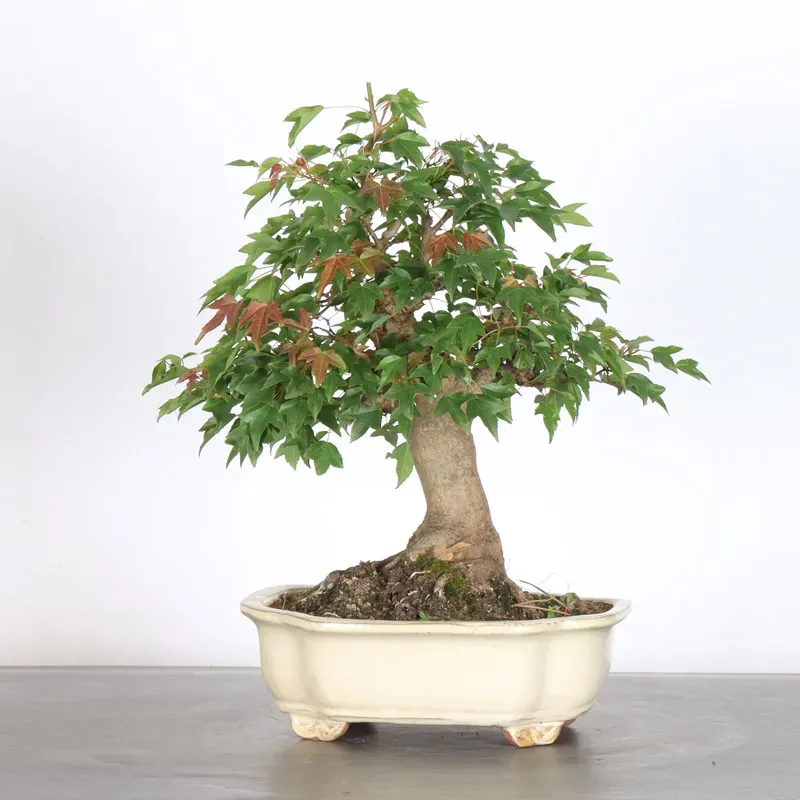 Maple "acer buergerianum" 6-1