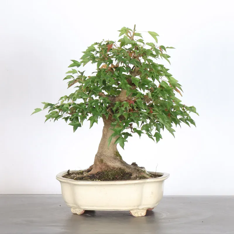 image supplémentaire - Maple "acer buergerianum" 6-1