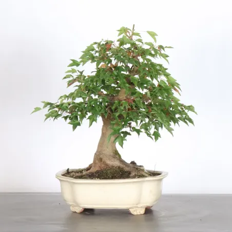 image supplémentaire - Maple "acer buergerianum" 6-1
