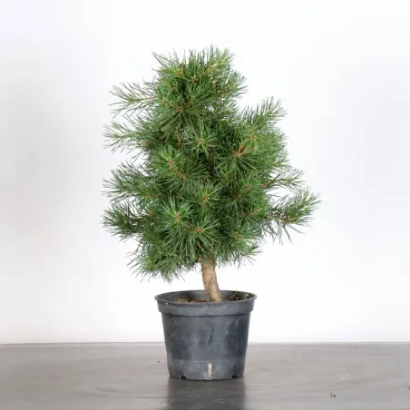 PREBONSAI PIN SYLVESTRE 1-1