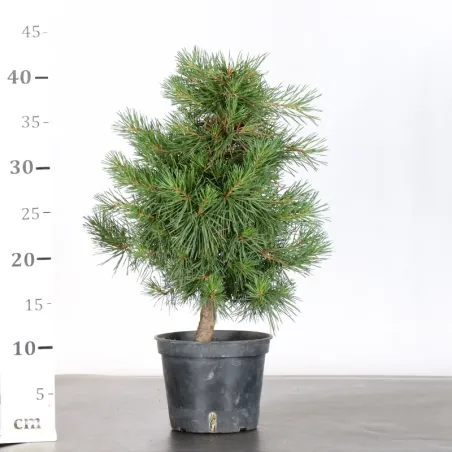 image supplémentaire - PREBONSAI PIN SYLVESTRE 1-1