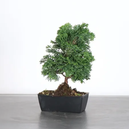 JAPANESE FALSE CYPRESS 1-10