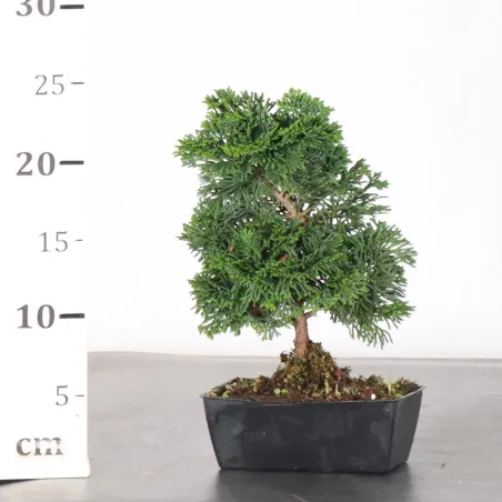 image supplémentaire - JAPANESE FALSE CYPRESS 1-10