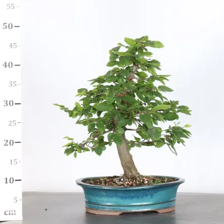 image supplémentaire - HORNBEAM "CARPINUS" 3-4