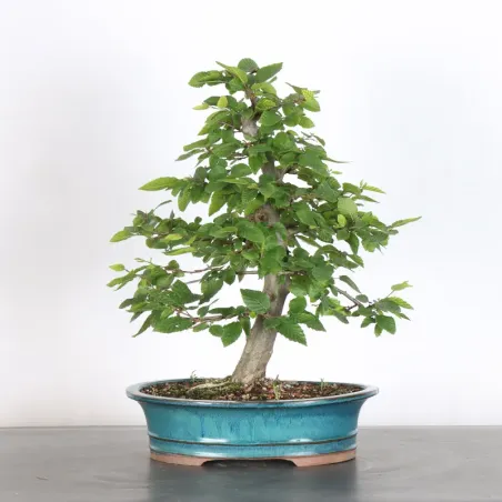 HORNBEAM "CARPINUS" 3-4