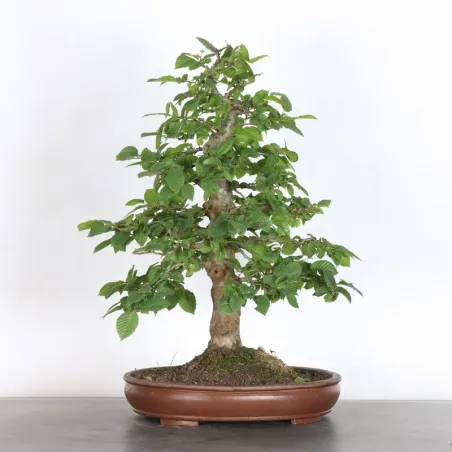 HORNBEAM "CARPINUS" 3-18