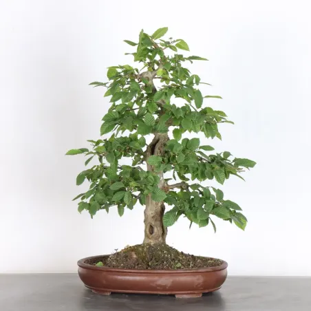 image supplémentaire - HORNBEAM "CARPINUS" 3-18