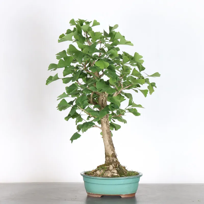 image supplémentaire - GINKGO BILOBA 1-2