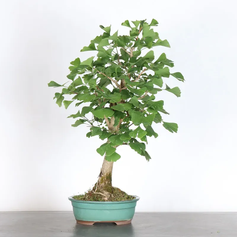 GINKGO BILOBA 1-2