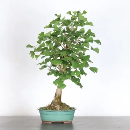 GINKGO BILOBA 1-2