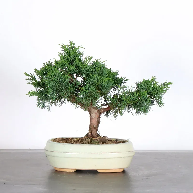 GENÉVRIER "JUNIPERUS KISHU" 1-19