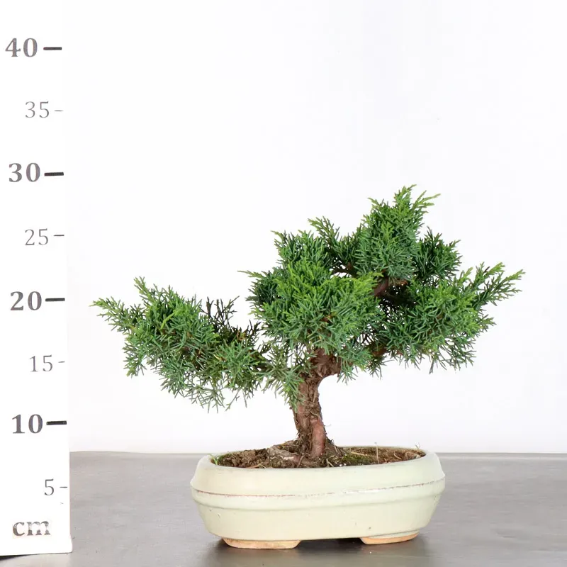 image supplémentaire - GENÉVRIER "JUNIPERUS KISHU"...