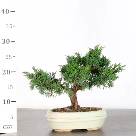 image supplémentaire - GENÉVRIER "JUNIPERUS...