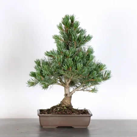 JAPANESE WHITE PINE “PINUS PENTAPHYLLA” 1-19