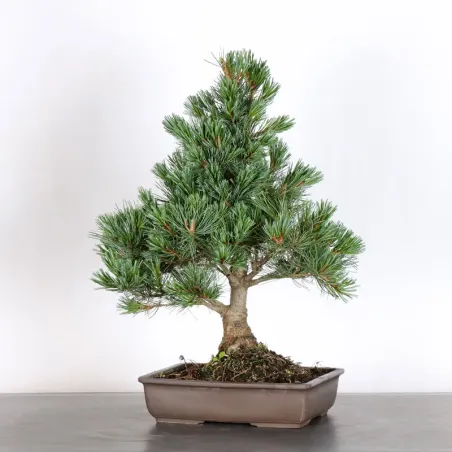 image supplémentaire - PIN BLANC DU JAPON "PINUS...