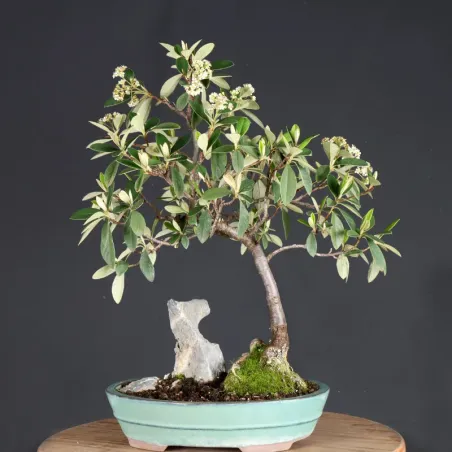 image supplémentaire - PARNEY COTONEASTER 1-2
