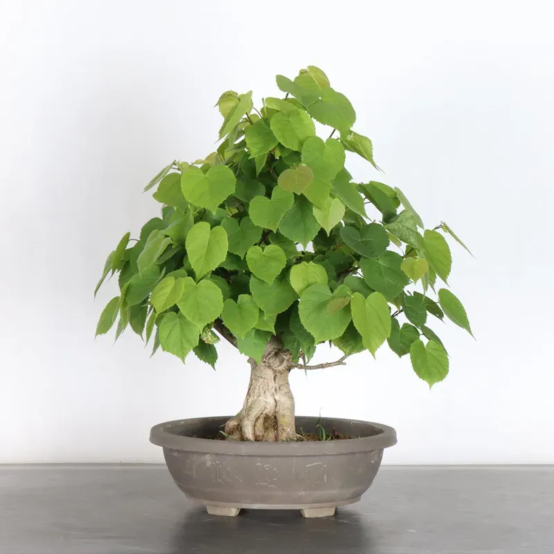 BONSAI TILLEUL "TILIA" 2-11