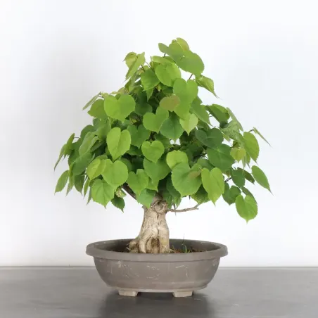 BONSAI LINDEN "TILIA" 2-11