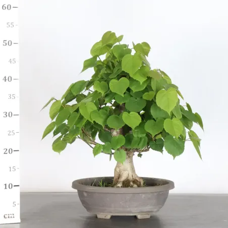 image supplémentaire - BONSAI LINDEN "TILIA" 2-11