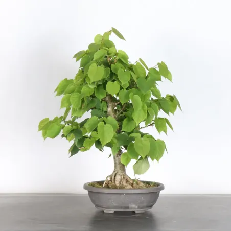 BONSAI LINDEN "TILIA" 2-1
