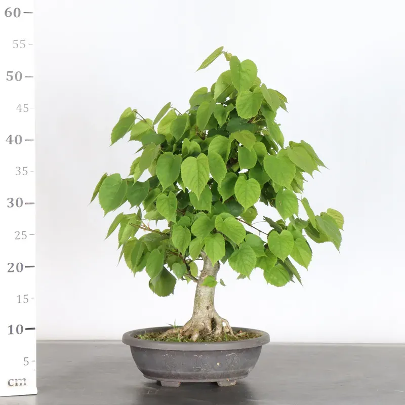 image supplémentaire - BONSAI LINDEN "TILIA" 2-1