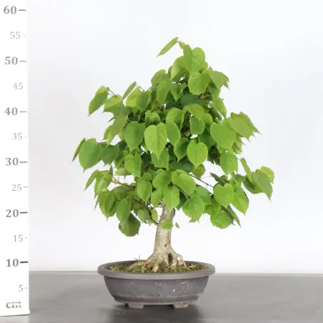 image supplémentaire - BONSAI LINDEN "TILIA" 2-1