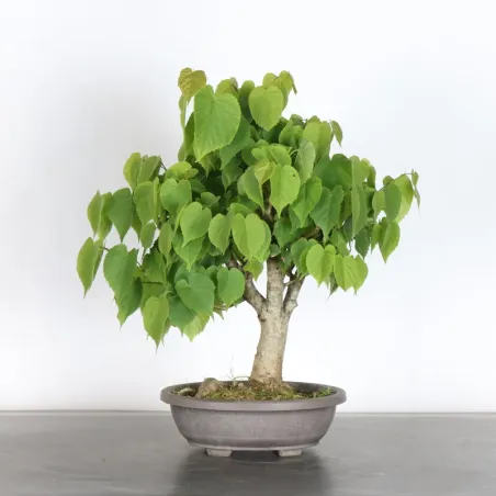 BONSAI TILLEUL "TILIA" 1-14