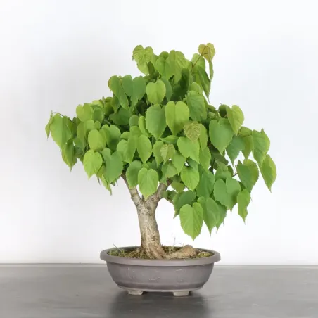 image supplémentaire - BONSAI TILLEUL "TILIA" 1-14