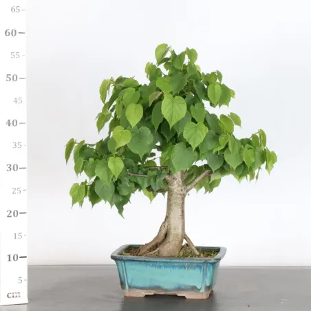 image supplémentaire - BONSAI LINDEN "TILIA" 1-15