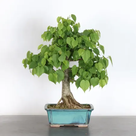 BONSAI LINDEN "TILIA" 1-15