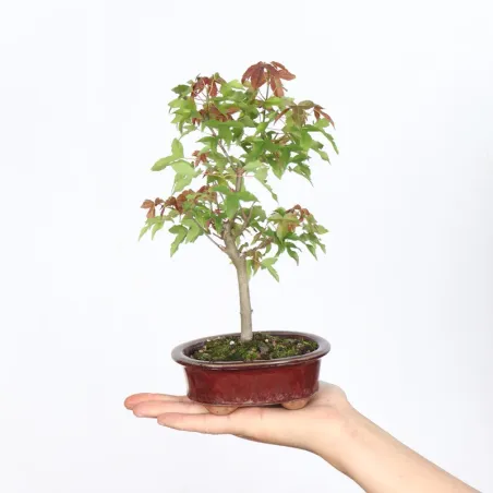 Maple "acer buergerianum" 6-2
