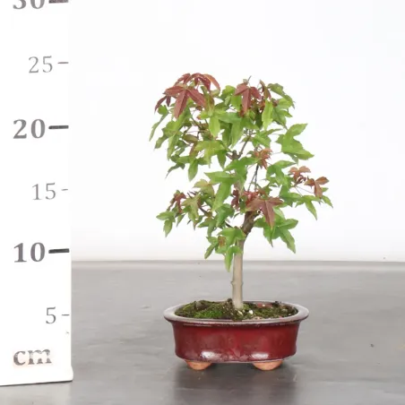 image supplémentaire - Maple "acer buergerianum" 6-2