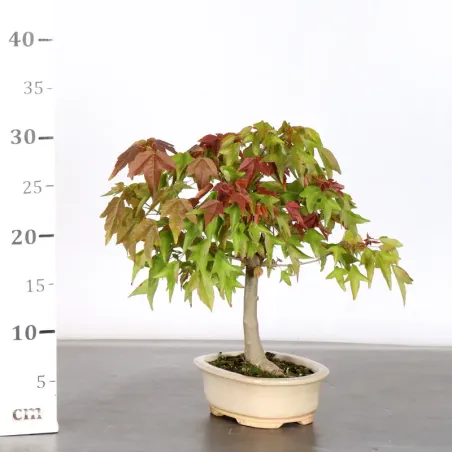image supplémentaire - Maple "acer buergerianum" 6-3