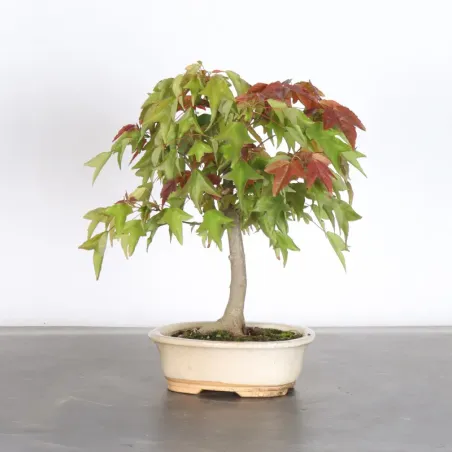 Bonsai Erable Buerger AB-6-3