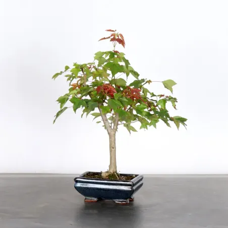 Bonsai Erable Buerger AB-6-4